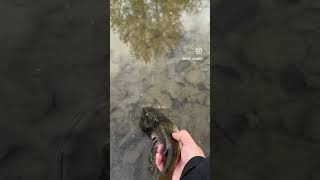 perch perchfishing pike pikefishing fishing angler fisherman bigfish fish fishingvideo [upl. by Ninahs]