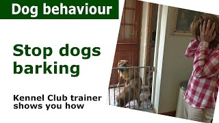 How to stop a dog from barking  dog bark control advice [upl. by Nodaj]