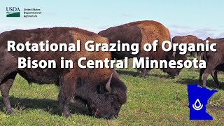 Rotational Grazing of Organic Bison in Central Minnesota [upl. by Mcallister]