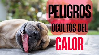 Golpes de Calor en Perros Síntomas y Prevención [upl. by Ynalem]