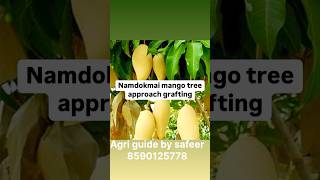 Namdokmai mango tree approach grafting shorts shortsfeed [upl. by Aneerak]