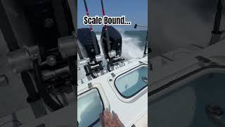 Scale BoundSneads Ferry KMT shorts fishing tournament mercurymarine weighin liquidfirefishing [upl. by Sachsse]