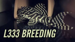 L333 King Tiger Pleco Breeding [upl. by Atiseret]