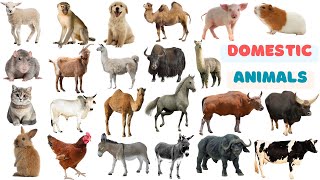 Domestic Animals Vocabulary  25 Domestic Animals Name in English [upl. by Fineberg]