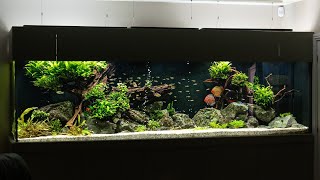 Planted Discus Aquarium  32m Aquascape [upl. by Euv790]