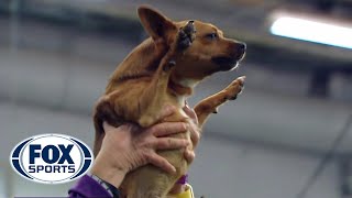 Best of the 2018 Masters Agility Championships  WESTMINSTER DOG SHOW 2018  FOX SPORTS [upl. by Noy943]