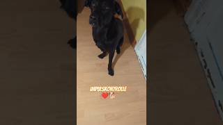 Impulskontrolle impulskontrolle dog reaktiverhund borador ludwig foryou fyp [upl. by Robinette695]