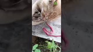 Funny Cat Moments Warning – Dogs and Cats clash in a dramatic confrontation you cant miss shorts [upl. by Ludeman896]