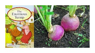 The Enormous Turnip Read Aloud Story [upl. by Venezia]