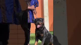 CROWDED cek reels roti rottweiler dog crowded doglover rottweilers realdog shorts cat [upl. by Eiralav]