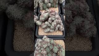 Echeveria Elegans crested succulent plants garden cactus [upl. by Fuller]