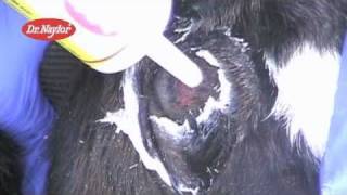 Dr Naylor Dehorning Paste Instructional Video [upl. by Ki]