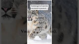 Endangered species 🥺🦁 ytshortsvideo facts endangeredspecies [upl. by Aeslehs775]