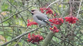 Bohemian Waxwing  Pestvogel  Houten NL  30112023 [upl. by Dloreh772]