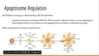 Apoptosis Lecture [upl. by Anahc]