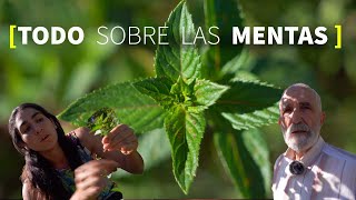 Las MENTAS 🌿 CULTIVO USOS PROPIEDADES y BENEFICIOS [upl. by Ggerc]