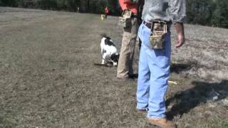 Pheasant Hunt Tower Shoot [upl. by Eerpud722]