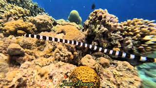 A Beautiful Fast Swimming Banded Snake Eel Myrichthys colubrinus In Moalboal Cebu Philippines 🇵🇭 [upl. by Nnalatsyrc512]