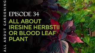 All about Iresine Herbstii or Blood Leaf Plant  Gardening Hub [upl. by Bradney]