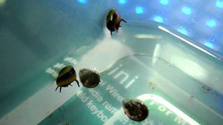 Horned Nerite Snails quotwalkingquot beneath the water surface [upl. by Hacim]