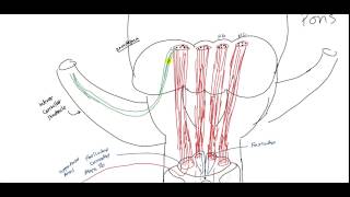 Ascending Tract  Dorsal ColumnMedial Lemniscus Neuroanatomy for USMLE [upl. by Lutero276]