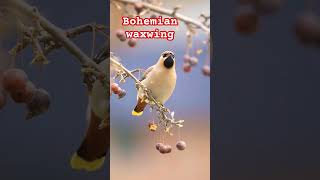 Bohemian waxwing bird birds savebirds birdslover nature naturelovers shorts love beautiful [upl. by Sarina291]