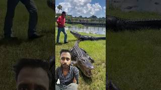 🌞 Attack 😂 alligator crocodile animals gator animal wildlife shorts funny greenscreen [upl. by Aetnahs714]