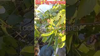 सेम उगाने की टिप्सछत पर सब्जी कैसे उगाएGardening TipsShortsHow to grow vegetablesTerrace Garden [upl. by Nilatak592]