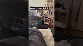 Ohno cat on our bed shortvideo life cat [upl. by Seana760]