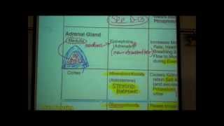 ANATOMY ENDOCRINE SYSTEM by Professor Fink [upl. by Zaob795]