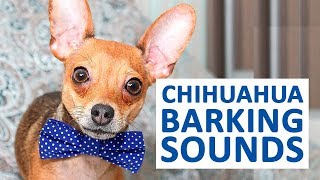 CHIHUAHUAS BARKING  Dogs Barking Sound Effect HD [upl. by Lupiv]