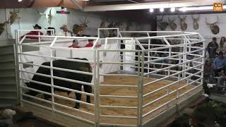 Part 2 Deer Valley Farms Production Sale Fayetteville TN NOV 2024Nov09140507mp4 [upl. by Vilma542]