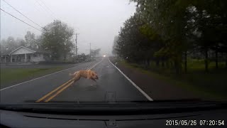 Large Dog Gets HIT by a Car GRAPHIC VIDEO [upl. by Ttayh]