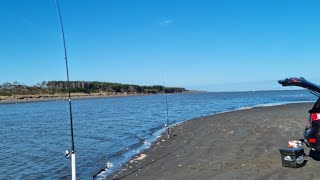 Surfcasting for Kahawai at the Manawatu Rivermouth [upl. by Laurent]