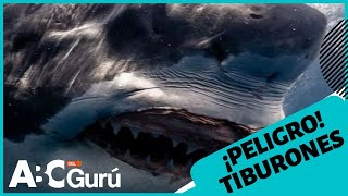 Los 5 tiburones más peligrosos del mundo [upl. by Marlowe]