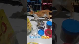 Prepare mix makanan kesukaan anabul di rumah 🐱🤗🥰 mypet kitten cat dryfood makanankucing shorts [upl. by Ahtabbat]