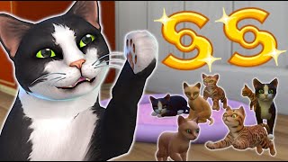 How much money can you make from breeding cats [upl. by Oric]