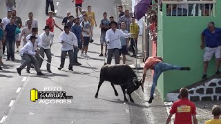 Tourada à Corda na Feteira 2082022 Ganadeiro E R [upl. by Enila]