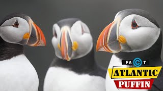 Atlantic Puffins  Amazing Facts About Atlantic Puffins You Need To Know [upl. by Esialb]