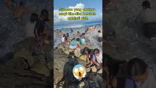 Ribuan ikan menyerbu pantai fish shortvideo fishing [upl. by Annayoj620]