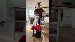 Mach das NICHT mit einem Koffer🐶🧳 comedy hund katze vlog LEVEL8luggage anzeiqe [upl. by Garnet]