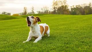 Dog barking sound effect higher pitch [upl. by Lapotin]