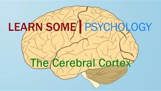 Cerebral Cortex [upl. by Aiciled]