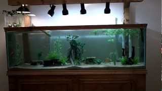 125 Gallon DIY TurtleCommunity Tank [upl. by Alahsal849]