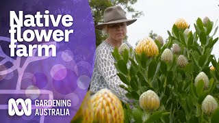 Growing native flowers on a large scale  Native Australian Plants  Gardening Australia [upl. by Ridglee213]