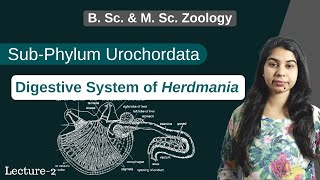 Herdmania  Digestive System of Herdmania  In Hindi  B Sc amp M Sc  Zoology [upl. by Kcirdnek]