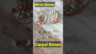 Carpal Bones anatomy medical shorts viral [upl. by Nueovas]