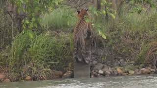 pilibhit jungle safari [upl. by Sixel]