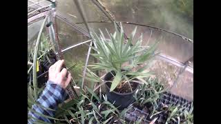 Serenoa repens Palm tree update [upl. by Dahsra]