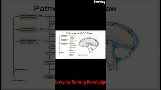 ►Pathway of CSF Flow I Everyday Nursing Knowledge [upl. by Vivyanne]